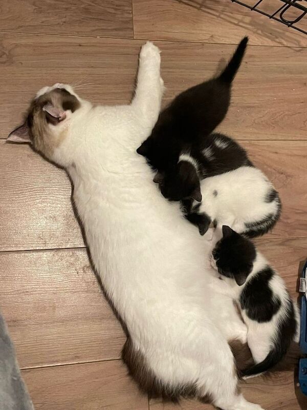 Ragdoll kittens for sale in North Walsham, Norfolk – 7 weeks old