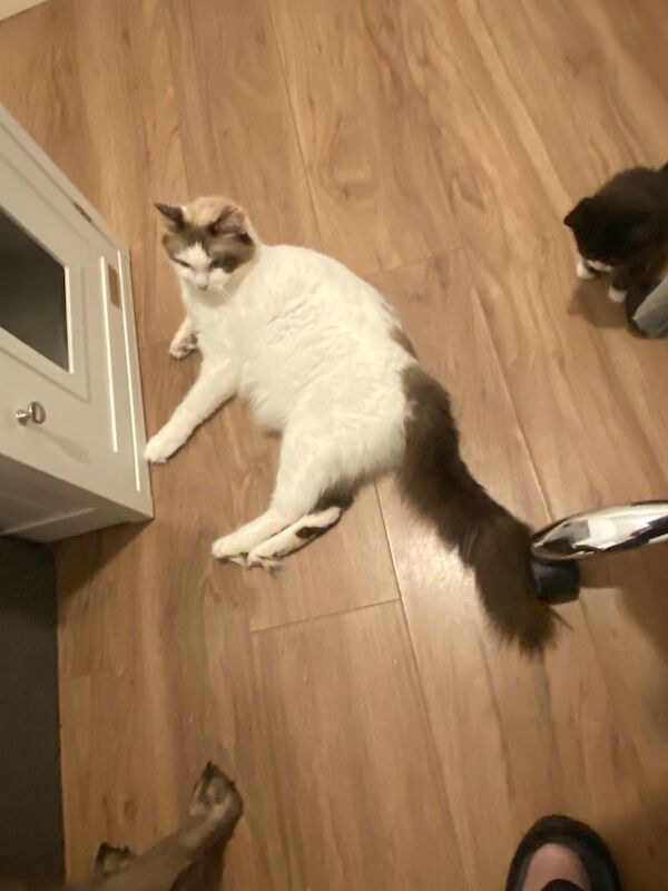 Ragdoll kittens for sale in North Walsham, Norfolk – 7 weeks old - Image 2 of 4