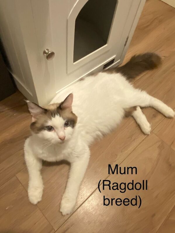 Ragdoll kittens for sale in North Walsham, Norfolk – 7 weeks old - Image 3 of 4