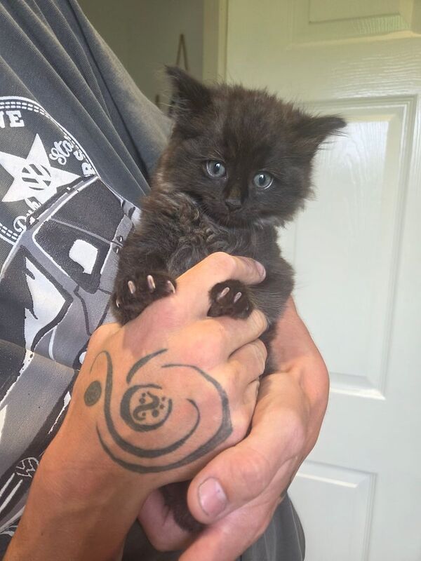 Ragdoll kittens for sale in Stoke-on-Trent, Staffordshire – 9 weeks old