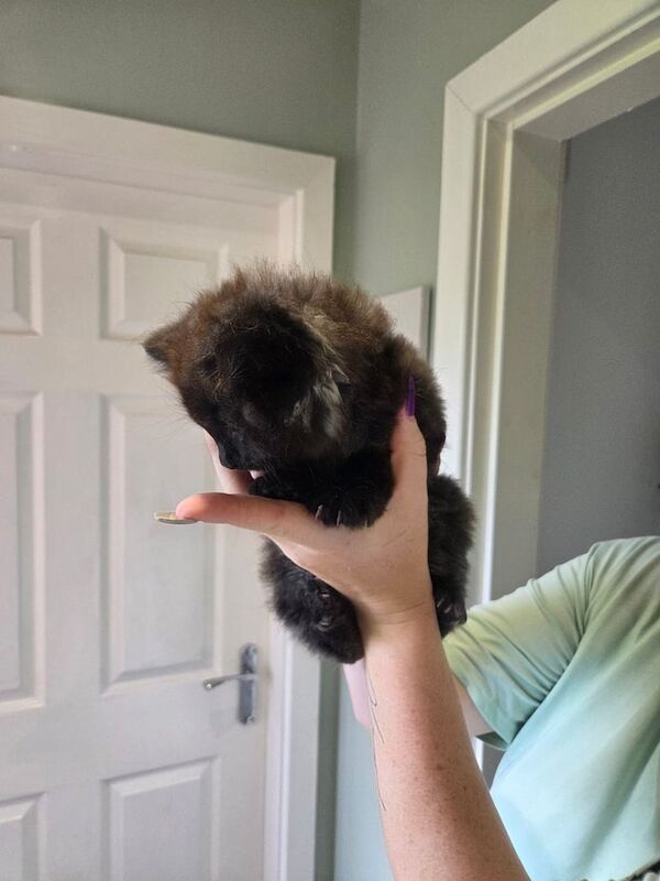 Ragdoll kittens for sale in Stoke-on-Trent, Staffordshire – 9 weeks old - Image 2 of 3