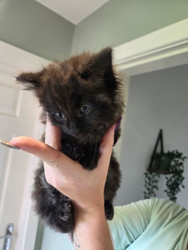 Ragdoll kittens for sale in Stoke-on-Trent, Staffordshire – 9 weeks old - Image 3 of 3