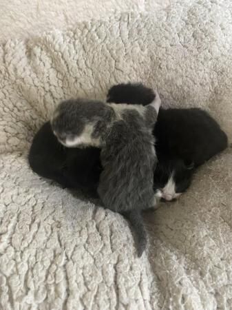 Ragdoll cross kittens boy and girl for sale in Wolverhampton, West Midlands