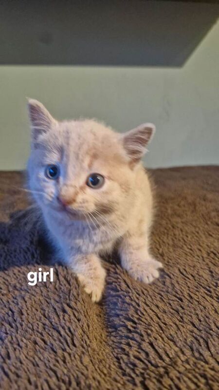 Ragdoll kittens for sale in Etchingham, East Sussex – 8 weeks old