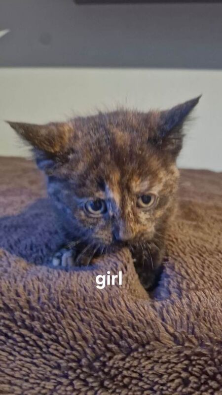 Ragdoll kittens for sale in Etchingham, East Sussex – 8 weeks old - Image 2 of 3