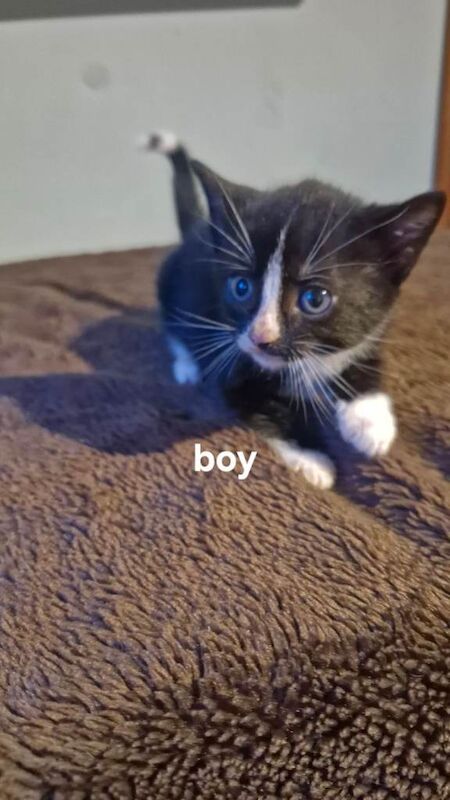 Ragdoll kittens for sale in Etchingham, East Sussex – 8 weeks old - Image 3 of 3