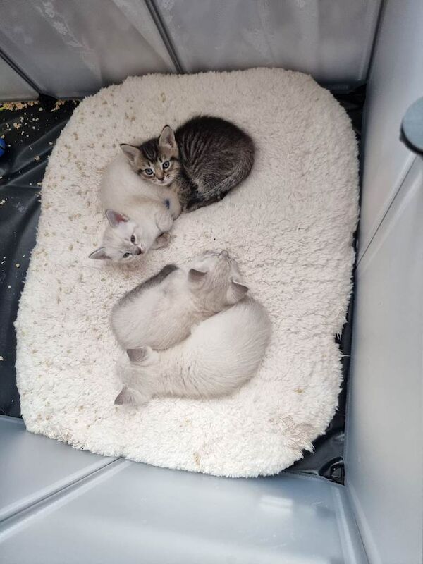Ragdoll Cross kittens for sale