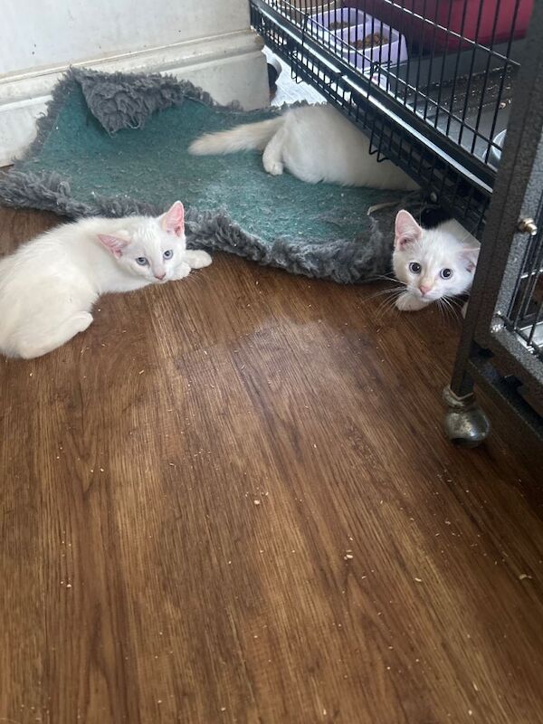Ragdoll cross kittens for sale