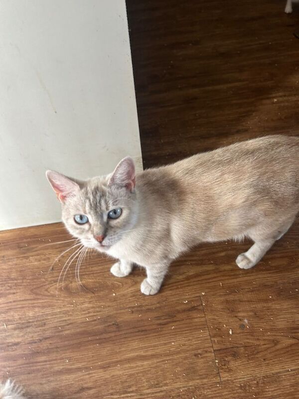 Ragdoll cross kittens for sale - Image 2 of 3