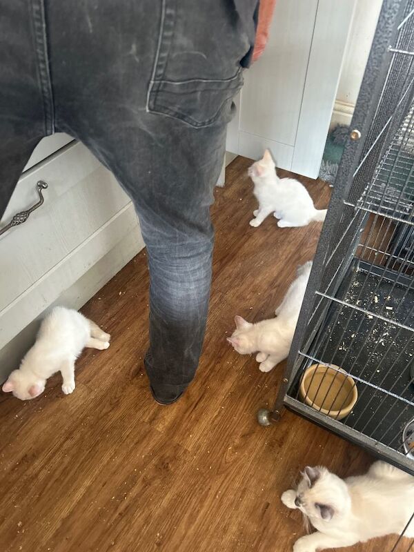 Ragdoll cross kittens for sale - Image 3 of 3