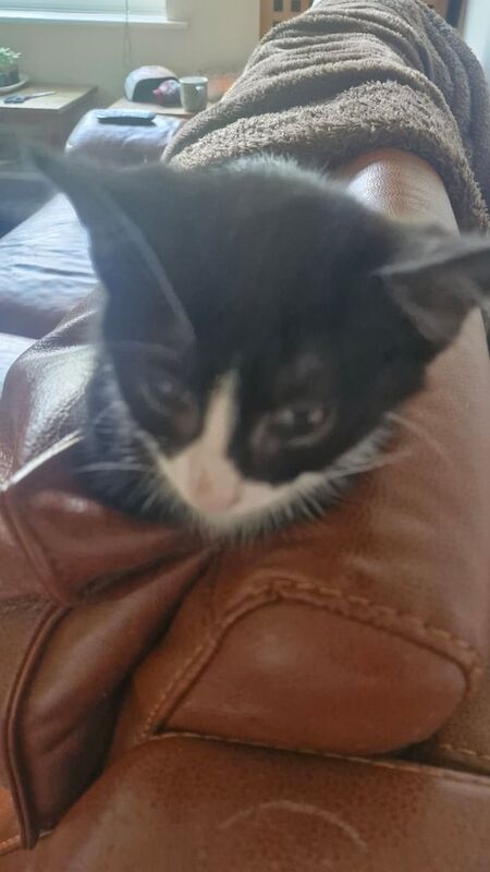 Ragdoll kittens for sale in Etchingham, East Sussex – 11 weeks old