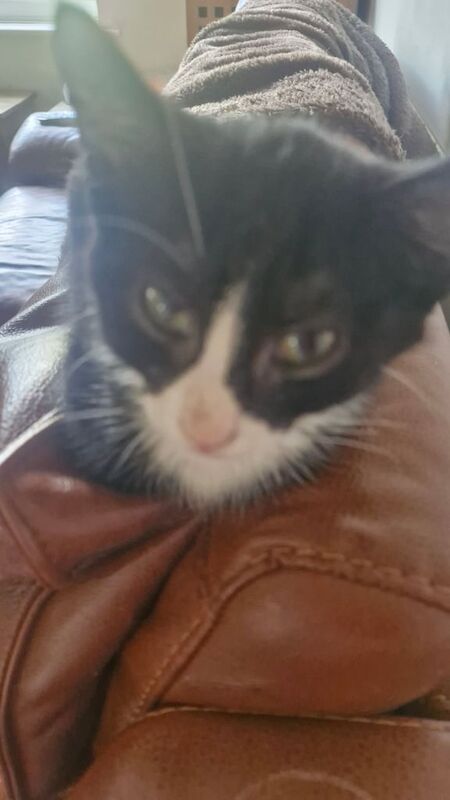 Ragdoll kittens for sale in Etchingham, East Sussex – 11 weeks old - Image 2 of 3