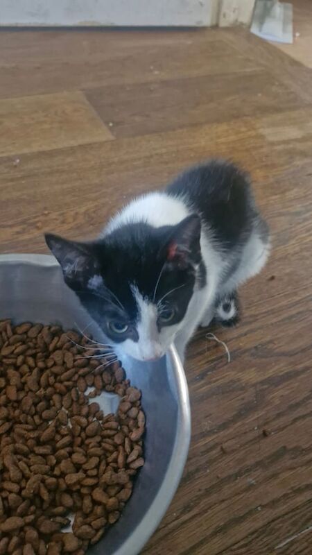 Ragdoll kittens for sale in Etchingham, East Sussex – 11 weeks old - Image 3 of 3
