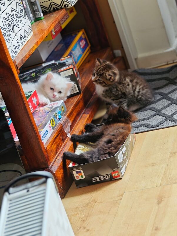Ragdoll kittens for sale in Bedford, Bedfordshire – 9 weeks old