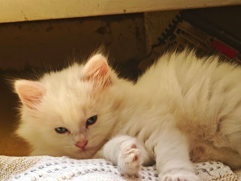 Ragdoll kittens for sale in Bedford, Bedfordshire – 9 weeks old - Image 2 of 3