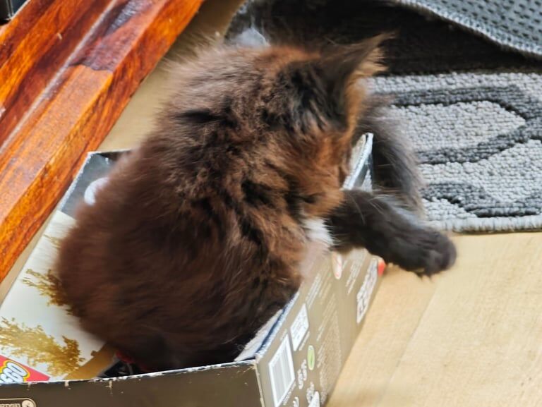 Ragdoll kittens for sale in Bedford, Bedfordshire – 9 weeks old - Image 3 of 3