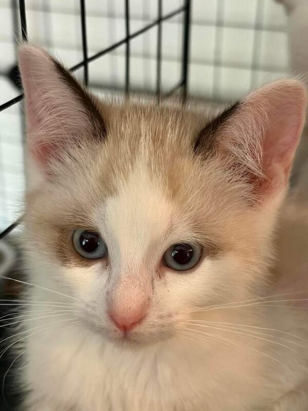 Ragdoll Kittens For Sale