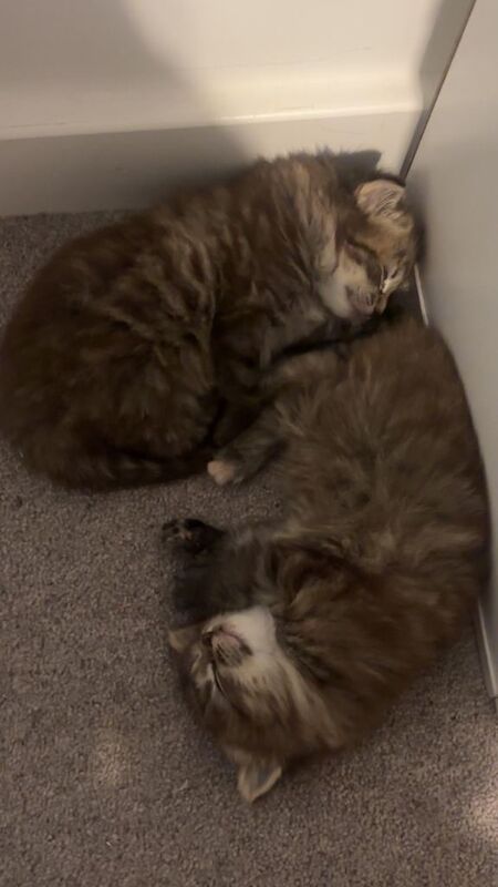 Ragdoll kittens for sale in Reading, Berkshire – 5 weeks old - Image 2 of 3