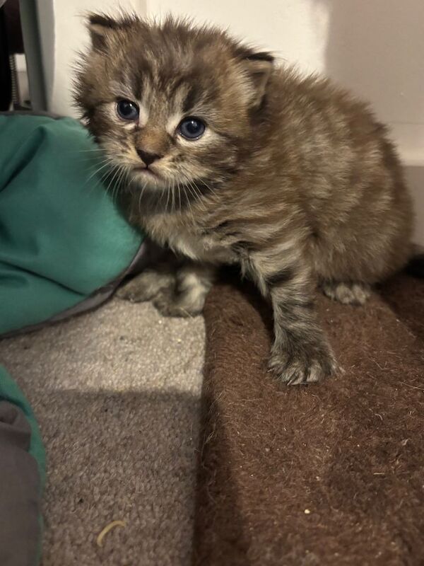 Ragdoll kittens for sale in Reading, Berkshire – 5 weeks old - Image 3 of 3