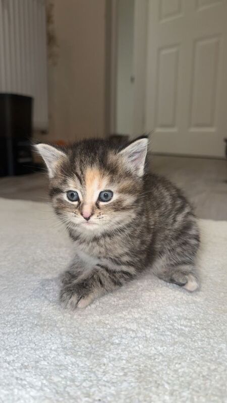 Ragdoll kittens for sale in Bradford, West Yorkshire – 5 weeks old