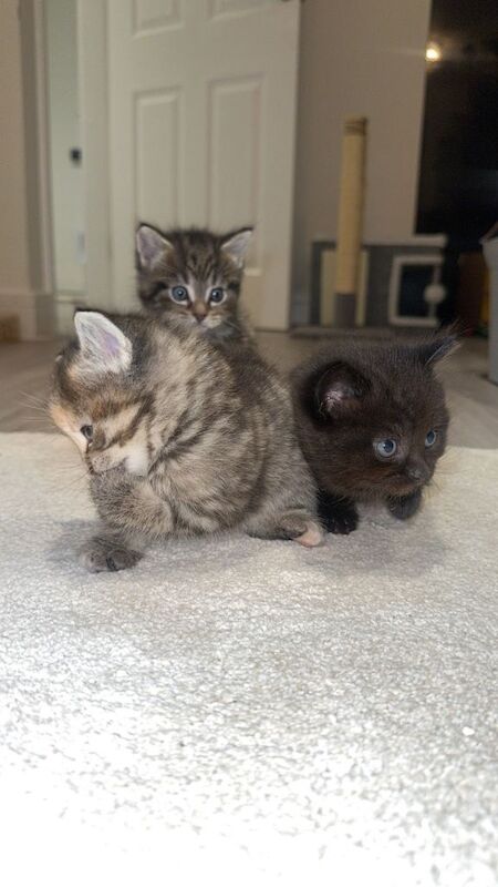 Ragdoll kittens for sale in Bradford, West Yorkshire – 5 weeks old - Image 2 of 5