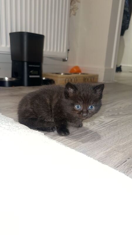 Ragdoll kittens for sale in Bradford, West Yorkshire – 5 weeks old - Image 3 of 5