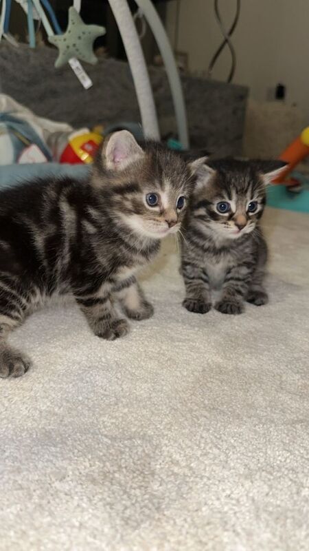 Ragdoll kittens for sale in Bradford, West Yorkshire – 5 weeks old - Image 4 of 5