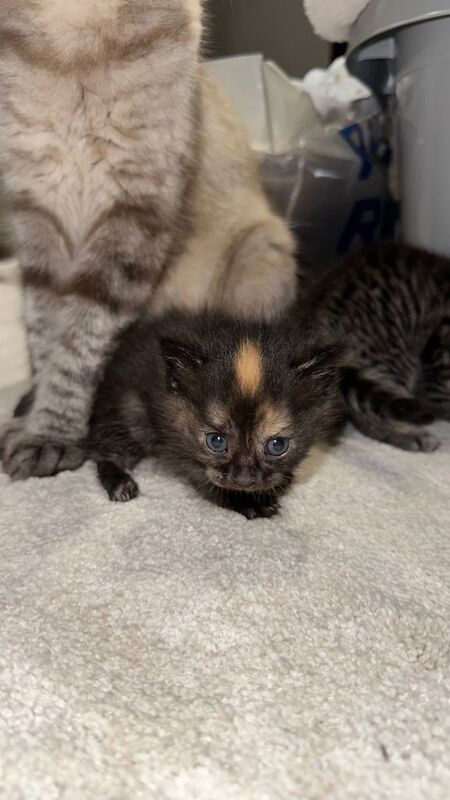Ragdoll kittens for sale in Bradford, West Yorkshire – 5 weeks old - Image 5 of 5