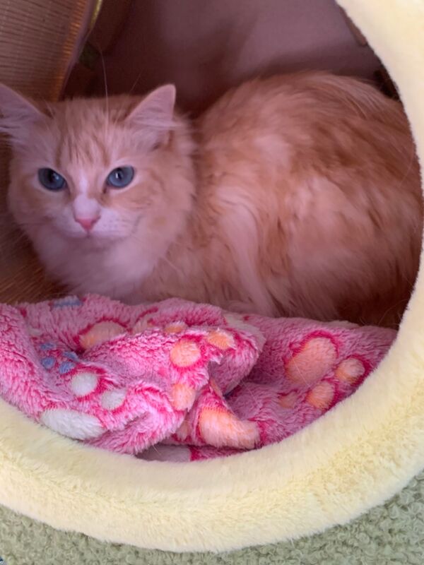 Ragdoll Female for sale in Brechin, Angus