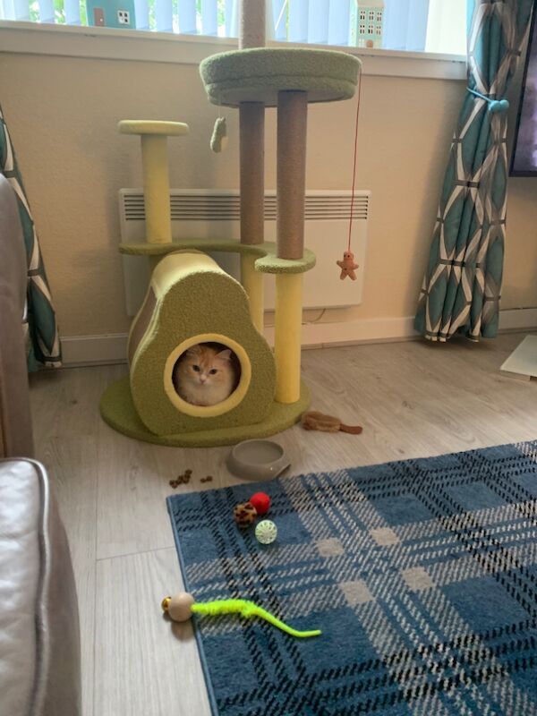 Ragdoll Female for sale in Brechin, Angus | Image 2