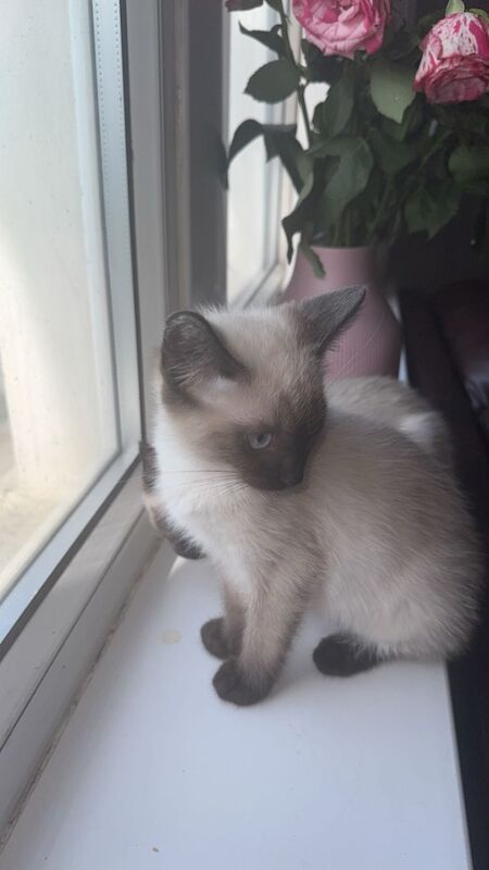 Ragdoll kittens for sale in Bradford, West Yorkshire – 1 hour old