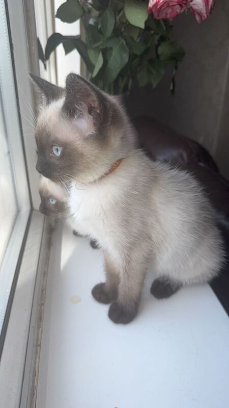 Ragdoll kittens for sale in Bradford, West Yorkshire – 12 hours old - Image 2 of 5