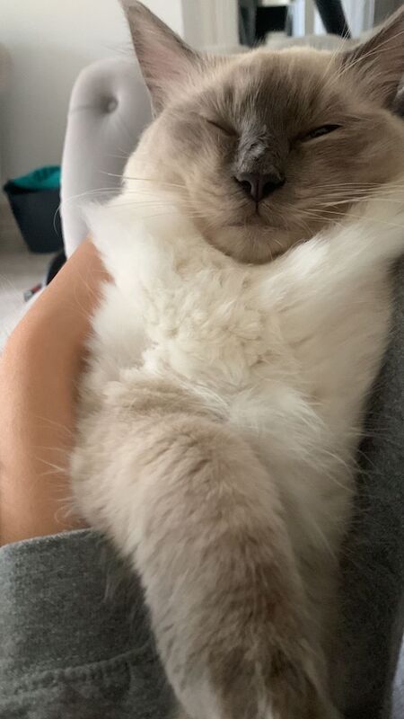 Ragdoll kittens for sale in Bradford, West Yorkshire – 12 hours old - Image 4 of 5