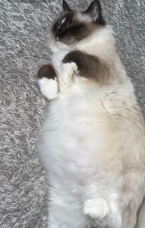 Ragdoll kittens for sale in Bradford, West Yorkshire – 12 hours old - Image 5 of 5