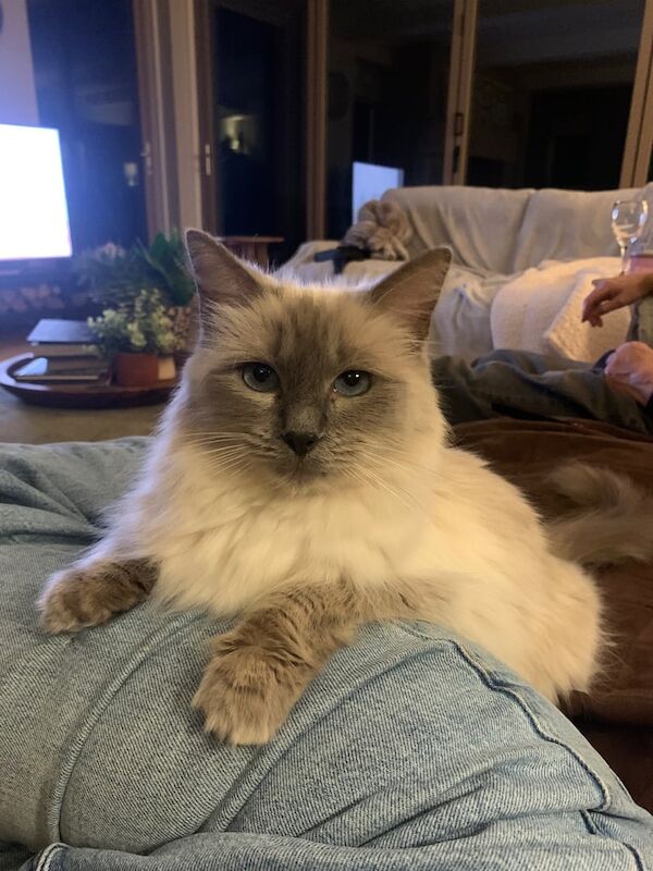 Ragdoll kittens for sale in Marple Bridge, Greater Manchester β 4 years old