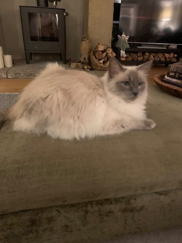 Ragdoll kittens for sale in Marple Bridge, Greater Manchester β 4 years old - Image 2 of 3