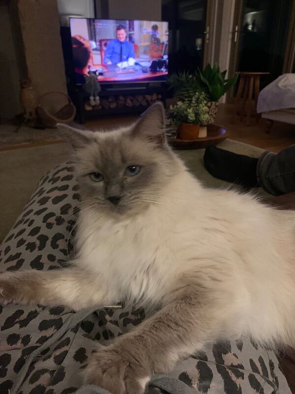 Ragdoll kittens for sale in Marple Bridge, Greater Manchester β 4 years old - Image 3 of 3