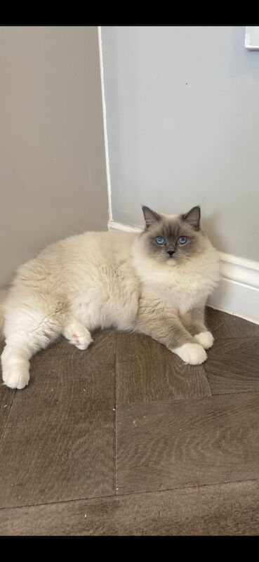Ragdoll kittens for sale in Old Cwmbran, Gwent – 1 year old