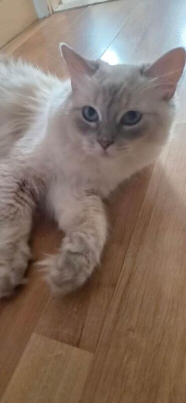 Ragdoll female