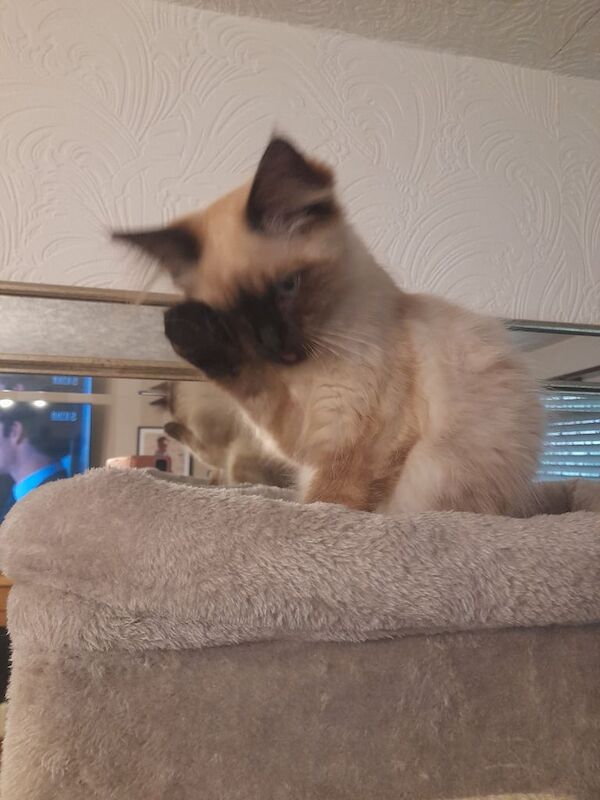 Ragdoll kittens for sale in Rochdale, Greater Manchester – 11 weeks old