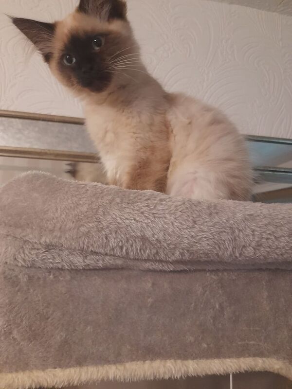 Ragdoll kittens for sale in Rochdale, Greater Manchester – 11 weeks old - Image 2 of 3