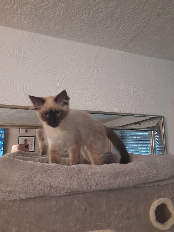 Ragdoll kittens for sale in Rochdale, Greater Manchester – 11 weeks old - Image 3 of 3