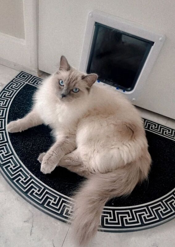 Ragdoll female cat for sale in Bradford, West Yorkshire