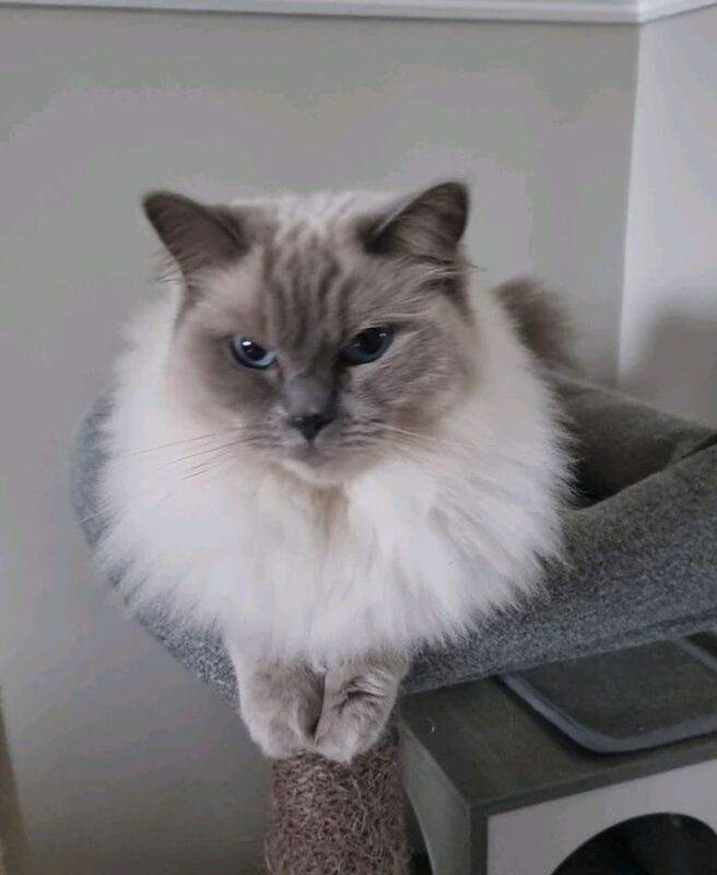 Ragdoll female cat for sale in Bradford, West Yorkshire | Image 2