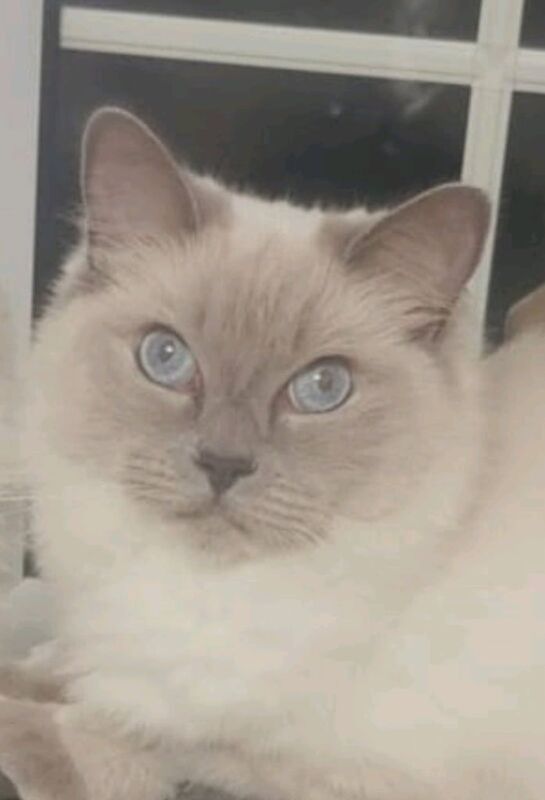 Ragdoll female cat for sale in Bradford, West Yorkshire | Image 3