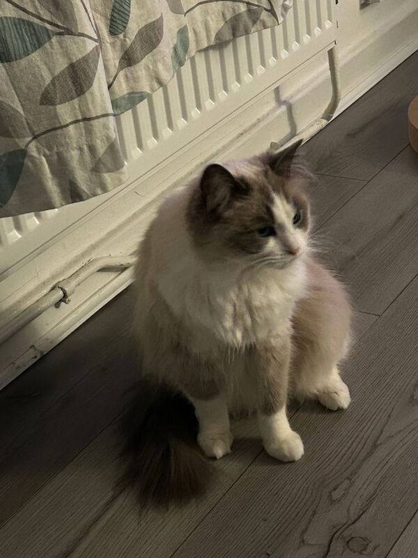 Ragdoll kittens for sale in Merthyr Tydfil / Merthyr Tudful, Mid Glamorgan – 3 years old