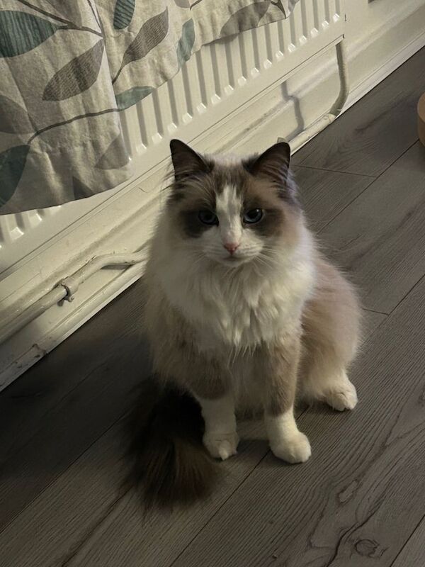 Ragdoll female for sale - Image 2 of 3