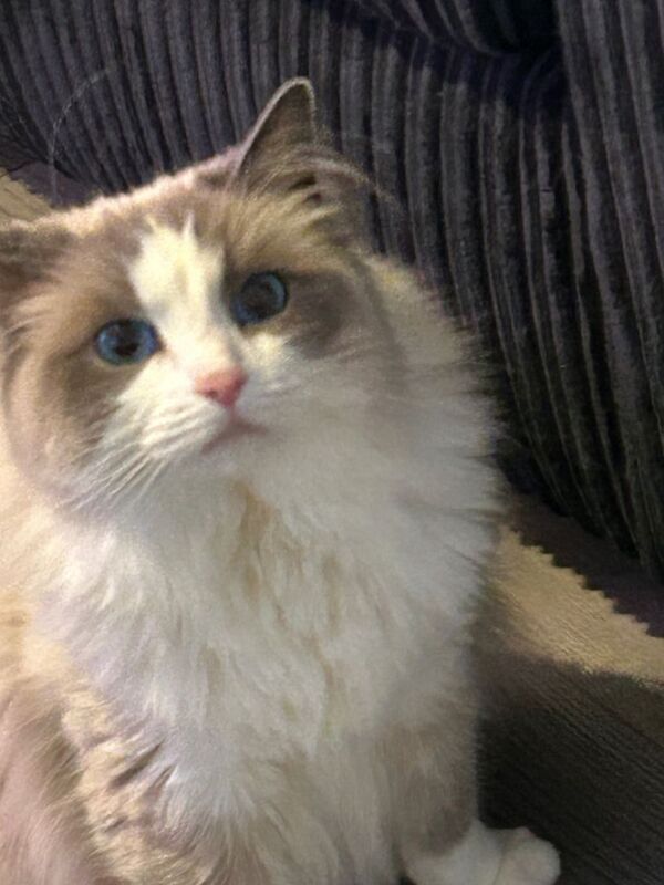 Ragdoll female for sale - Image 3 of 3