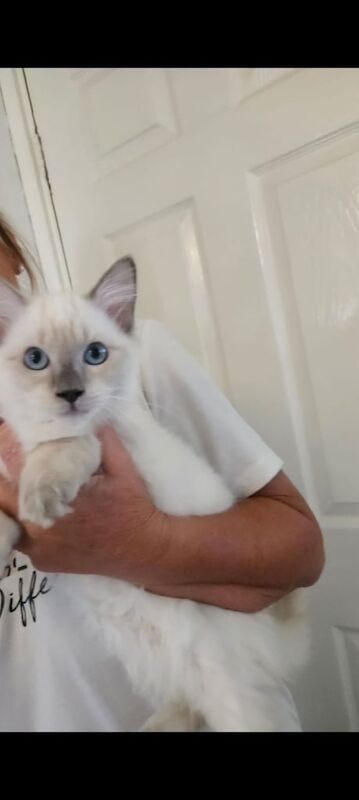Ragdoll kittens for sale in Kingston upon Hull, East Riding of Yorkshire – 3 months old