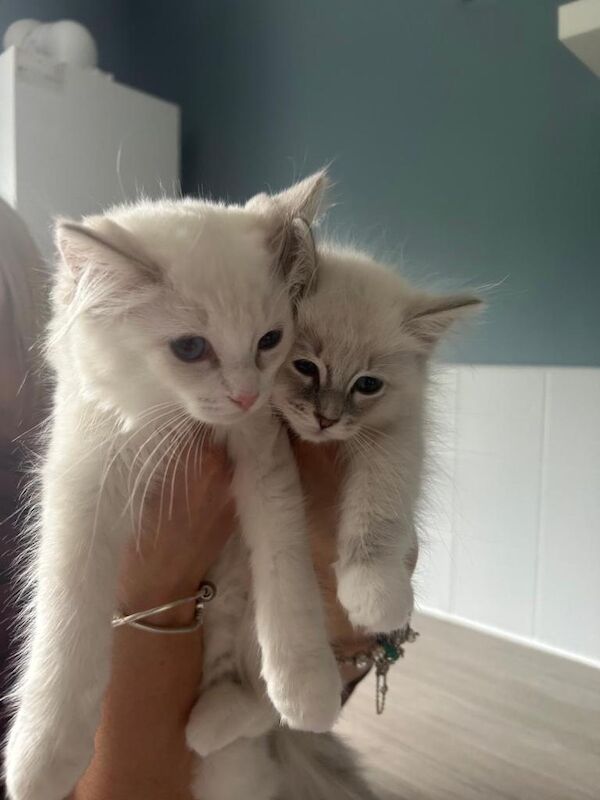 Ragdoll female kittens